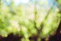 The sun shining through a majestic green tree, a summer. Tree picture blur, bokeh