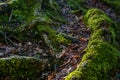 The Sun is shining through Mighty Old Beech Tree in Green Forest, Moss Covered Roots Royalty Free Stock Photo