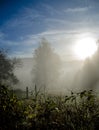 Sunrise scene with field and trees behind dew covered plants Royalty Free Stock Photo