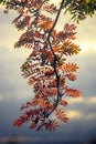 Sun shining through a Mountain Ash branch with leaves in Fall colours