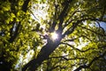 Sun shining through oak