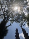 Sun shining through an old beech tree Royalty Free Stock Photo