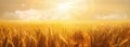 Sun shining over field of golden wheat, minimal landscape panorama. Generative AI illustration