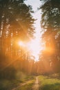 Sun Shining Over Forest Lane, Country Road, Path, Walkway Through Pine Forest Royalty Free Stock Photo