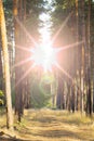 Sun Shining Over Forest Lane, Country Road, Path, Walkway Through Pine Forest. Sunset Sunrise In Summer Forest Trees. Royalty Free Stock Photo