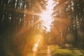Sun Shining Over Forest Lane, Country Road, Path, Walkway Through Royalty Free Stock Photo