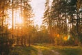 Sun Shining Over Forest Lane, Country Road, Path, Walkway Through Royalty Free Stock Photo