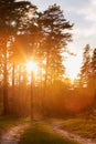 Sun Shining Over Forest Lane, Country Road, Path, Walkway Through Royalty Free Stock Photo