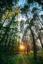 Sun Shining Over Forest Lane, Country Road, Path, Walkway Through Royalty Free Stock Photo