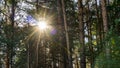Sun Shining Over Forest Lane, Tomsk, Siberia. Royalty Free Stock Photo