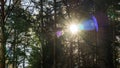 Sun Shining Over Forest Lane, Tomsk, Siberia. Royalty Free Stock Photo