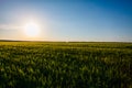 Sun shining over green grain field. Rural landscape Royalty Free Stock Photo