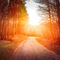 Sun shining over road, path, walkway through forest. Sunset Sunrise In Autumn Forest Woods Royalty Free Stock Photo