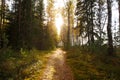 Sun shining over road, path, walkway through forest. Sunset Sunrise