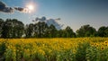 Sun shining over a Sun Flower field