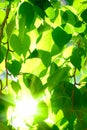 Sun shining over the tree crone Royalty Free Stock Photo