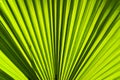 Sun Shining Through Palm Leaf Royalty Free Stock Photo