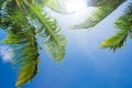 Sun shining through palm tree leaves