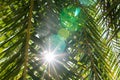 Sun shining through palm tree leaves. Royalty Free Stock Photo