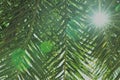 Sun shining through palm tree leaves. Royalty Free Stock Photo