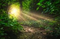 Sun shining on a path trough a magical forest Royalty Free Stock Photo