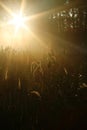 Sun shining through pine wood