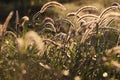 Sun shining through the purple needlegrass Royalty Free Stock Photo