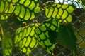 The sun shining through radiating green leaves. Green leaves with patterned shade from the lattice