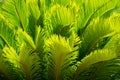 Sun shining through a radiating green leaf. Natural background texture. Royalty Free Stock Photo