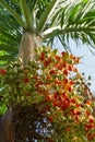 Sun shining on red and green palm tree fruits with the trunk and leaves above Royalty Free Stock Photo