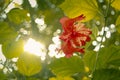 Sun shining on a Red Hibiscus