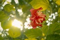 Sun shining on a Red Hibiscus Flower
