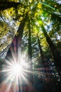Sun shining through a Redwood trees forest Sequoia Sempervirens, Santa Cruz mountains, San Francisco bay area, California Royalty Free Stock Photo