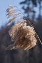 Sun shining on reed in a field Royalty Free Stock Photo