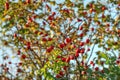 Sun shining on rosehips bush Rosa canina, blue sky in background Royalty Free Stock Photo