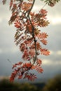 Sun shining through a Rowan tree branch with leaves in Fall colours