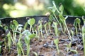 Sun shining with seeds germinate. Royalty Free Stock Photo