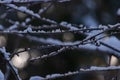 Sun lighting snow resing on a tree branch Royalty Free Stock Photo