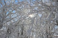 Sun shining through snow covered branches Royalty Free Stock Photo