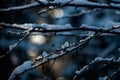 Sun shining through snow resting on a branch Royalty Free Stock Photo