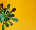 sun shining into succulent Parturiating. Royalty Free Stock Photo