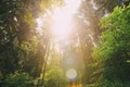 Sun shining in summer forest through canopy of tall trees. Looking up Royalty Free Stock Photo