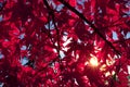 Sun shining through sunlit transparent wine red Japanese maple tree leaves in the autumn