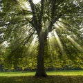 Sun shining through sycamore Royalty Free Stock Photo
