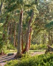 Sun shining on tall trees in a green jungle or rainforest in Hawaii, USA. Soothing nature with beautiful lush green