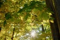 Sun Shining Through Thick Canopy of Leaves