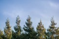 Sun shining on the top of a row redwood trees Sequoia Sempervirens at sunset on a cloudy sky background, California Royalty Free Stock Photo