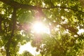 Sun shining through tree Royalty Free Stock Photo