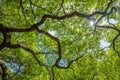 Sun shining through a tree canopy