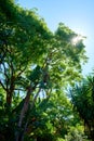 The sun shining tree, with clear blue sky in the background Royalty Free Stock Photo